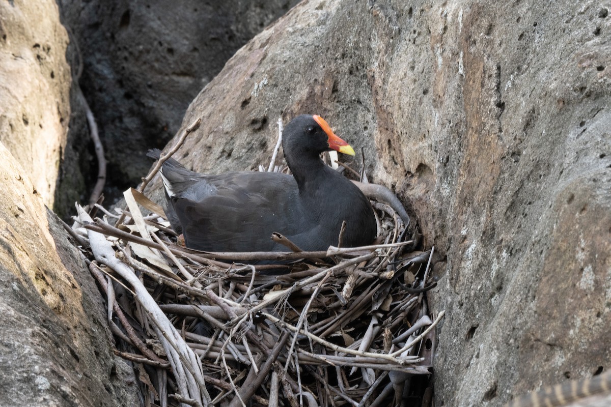 Dusky Moorhen - ML615203735