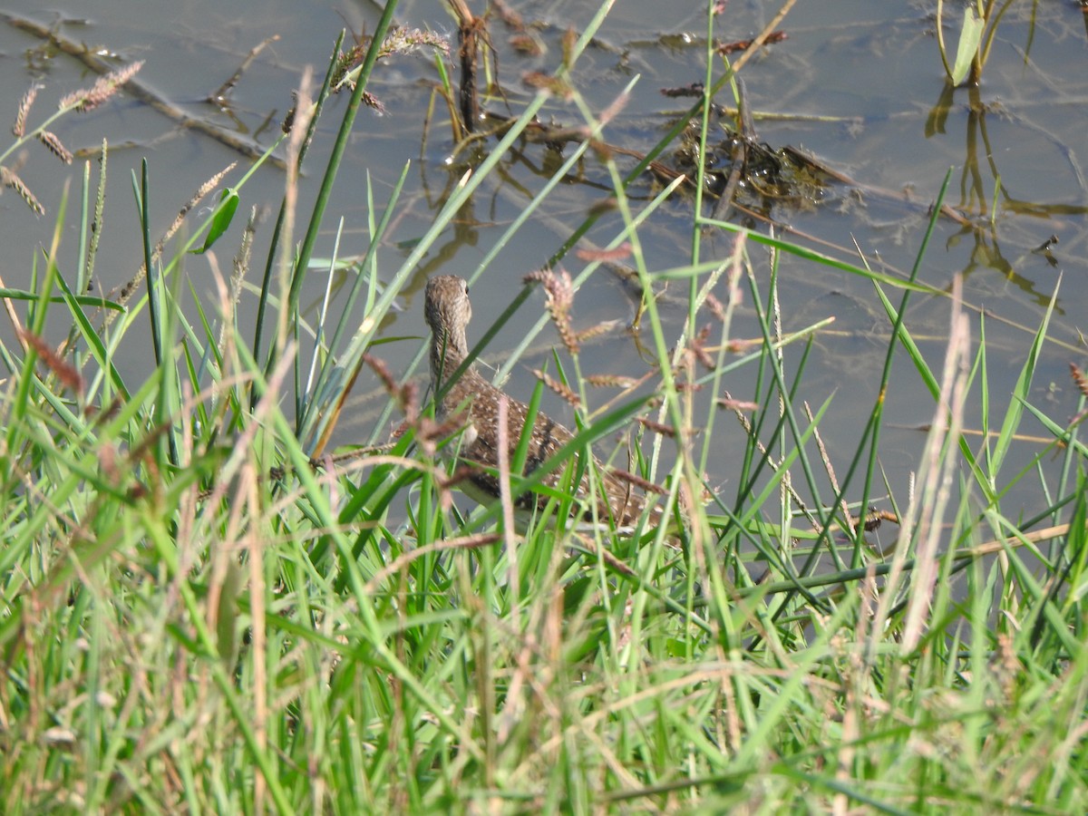 Wood Sandpiper - ML615203747