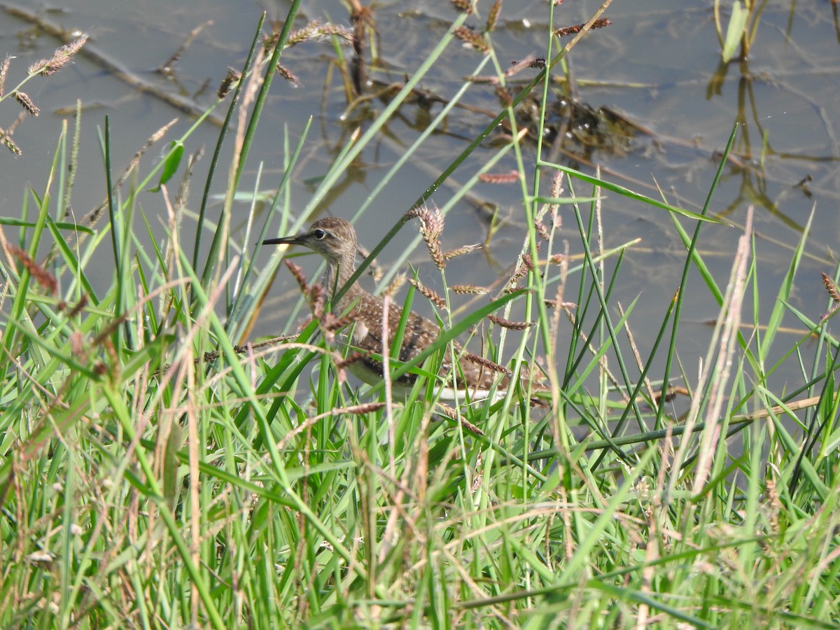 Wood Sandpiper - Arulvelan Thillainayagam