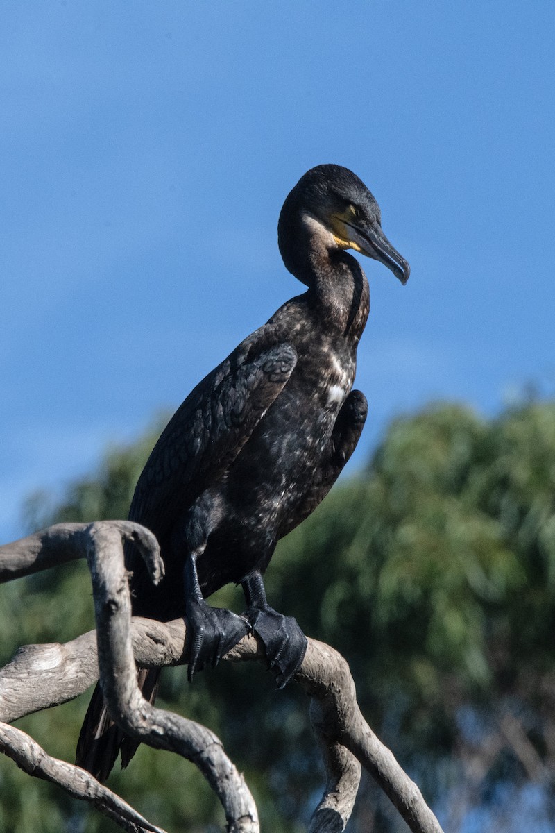 Great Cormorant - Owen  Lawton