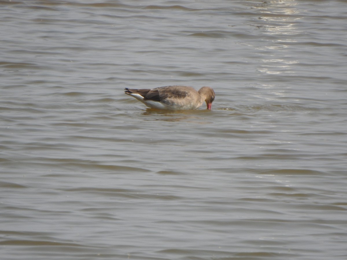 Black-tailed Godwit - ML615203755