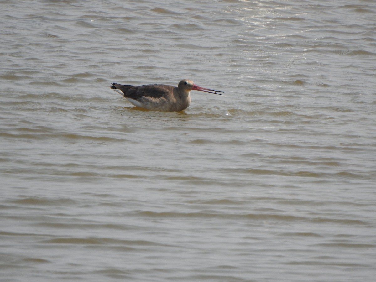 Black-tailed Godwit - ML615203757