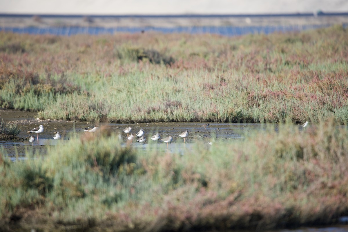 Common Redshank - ML615203797