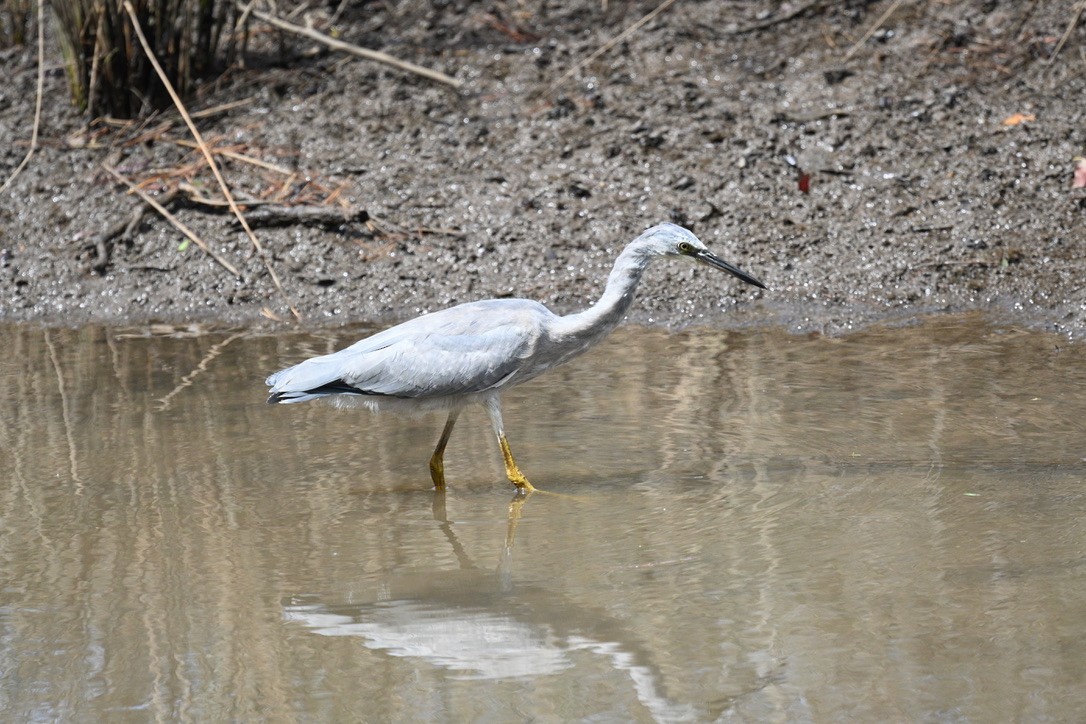 White-faced Heron - Snotty Foster