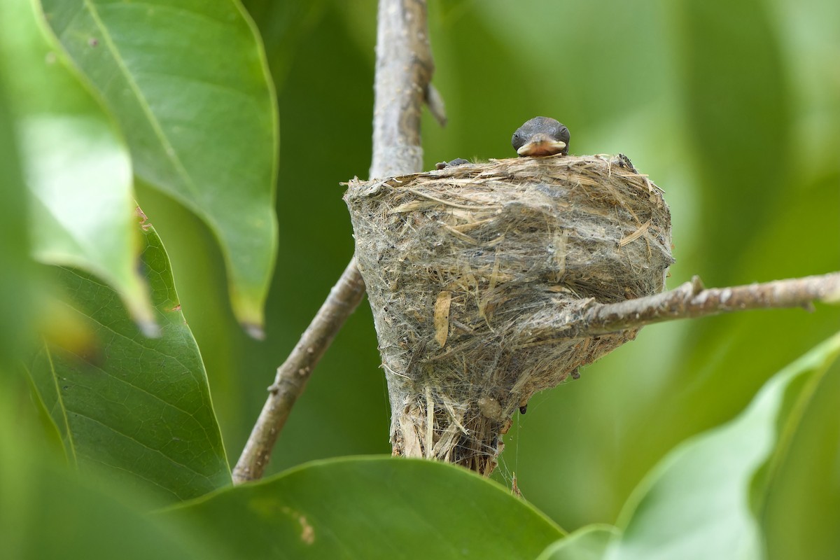 Malaysian Pied-Fantail - ML615203818