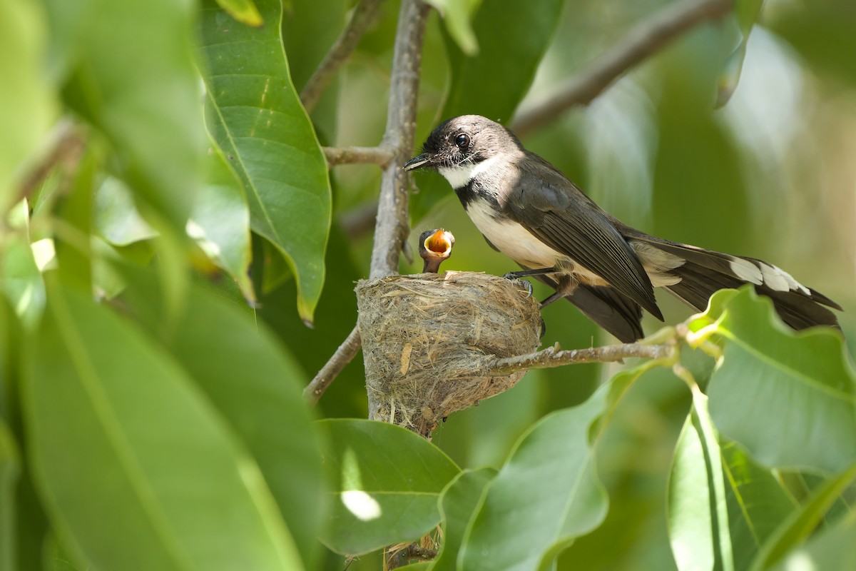 Malaysian Pied-Fantail - Sam Hambly