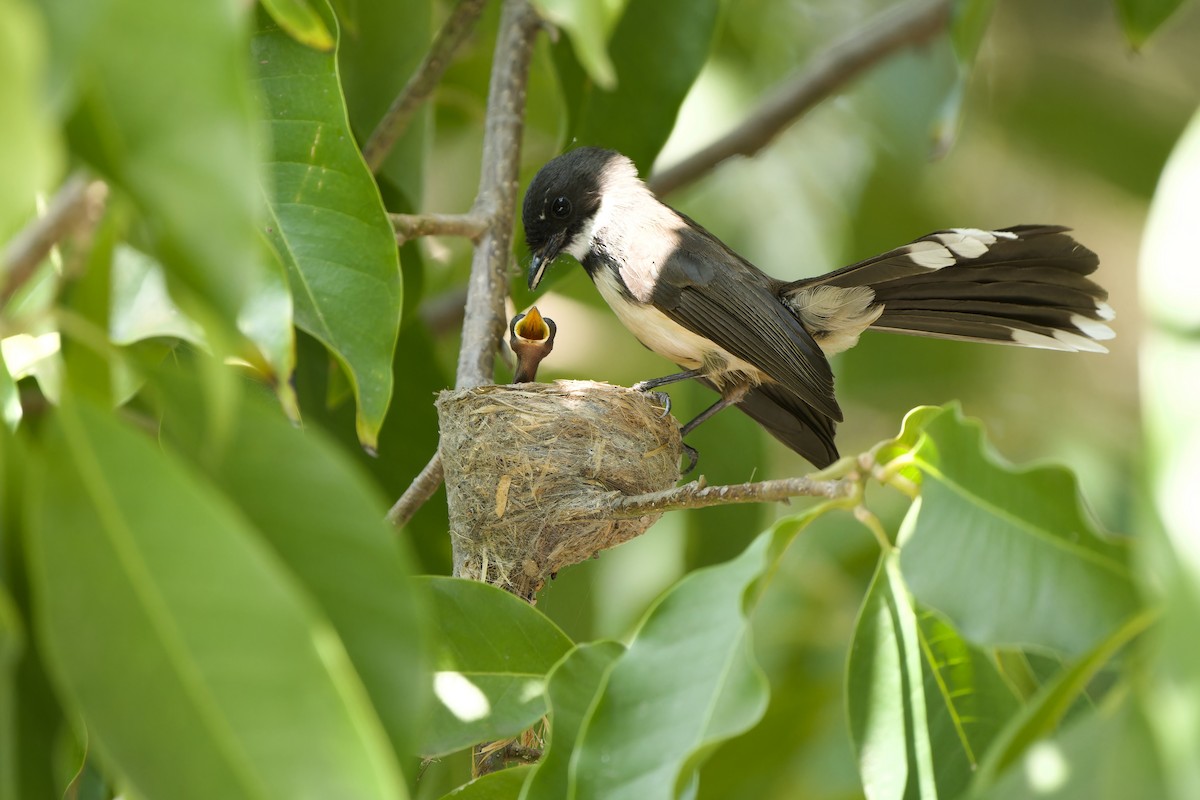 Malaysian Pied-Fantail - ML615203820