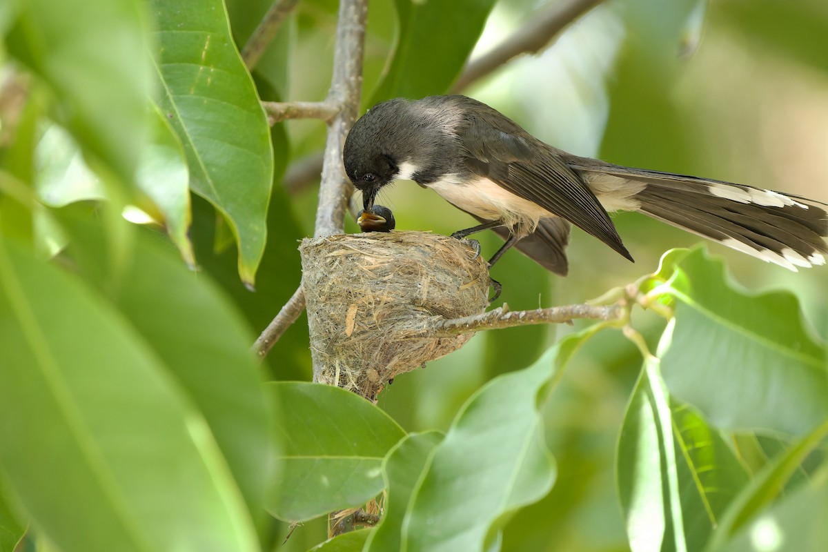 Malaysian Pied-Fantail - ML615203823