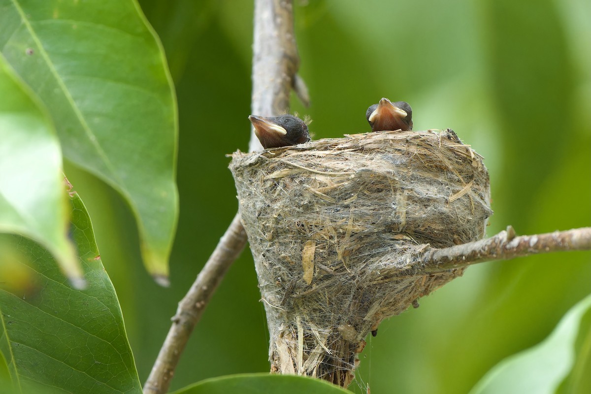 Malaysian Pied-Fantail - Sam Hambly