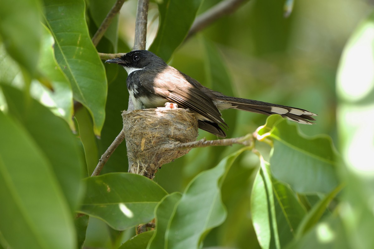 Malaysian Pied-Fantail - ML615203825