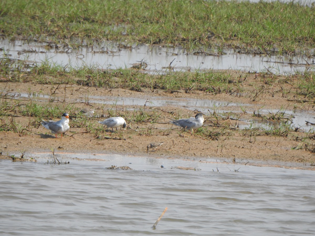 River Tern - ML615203829