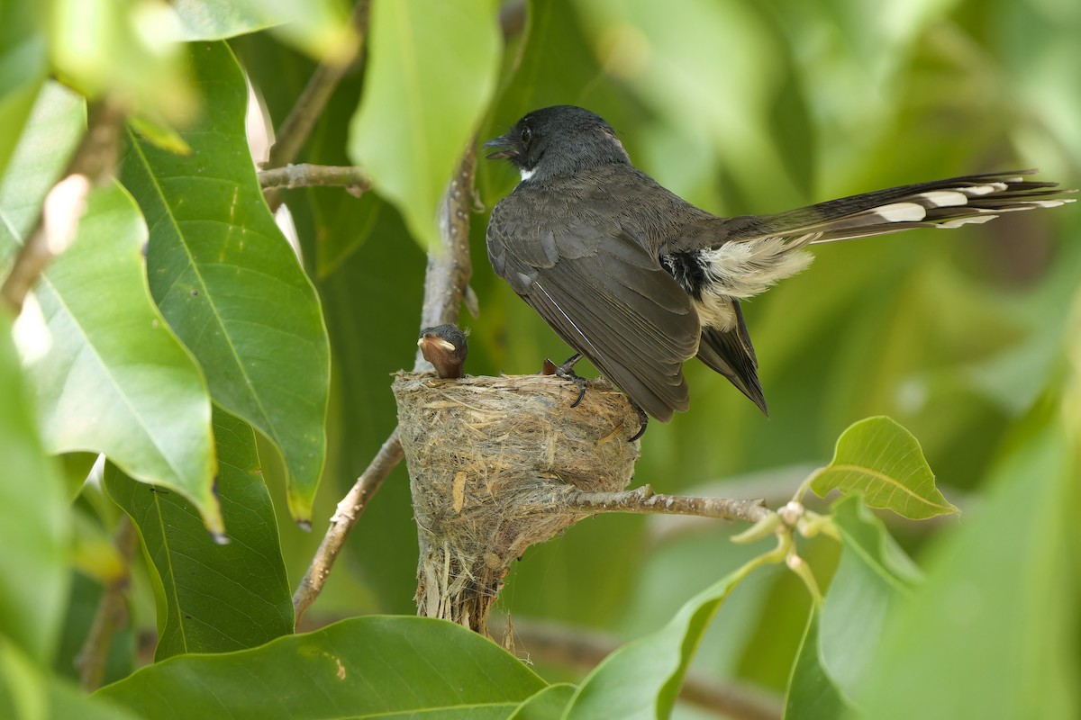 Malaysian Pied-Fantail - ML615203845