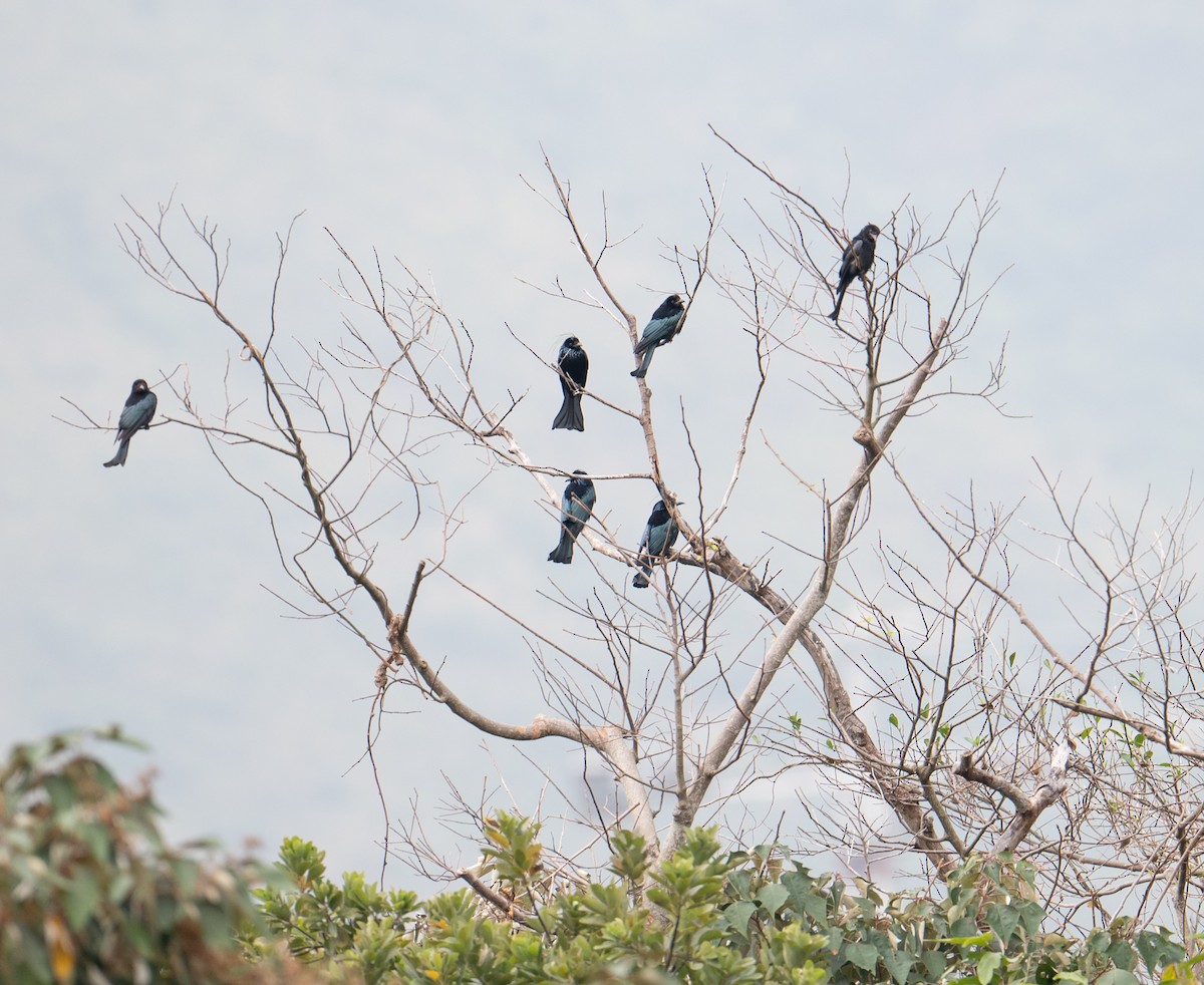 Hair-crested Drongo - ML615203869