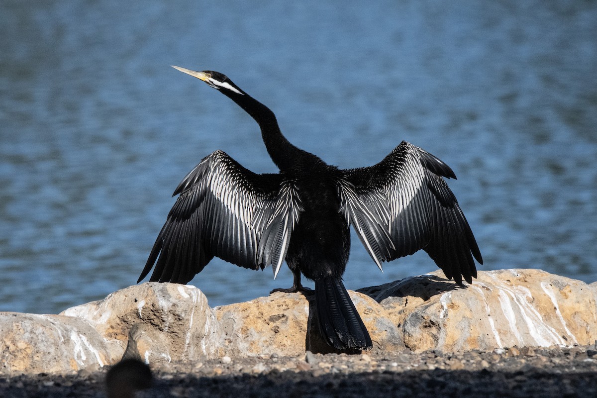 Australasian Darter - Owen  Lawton