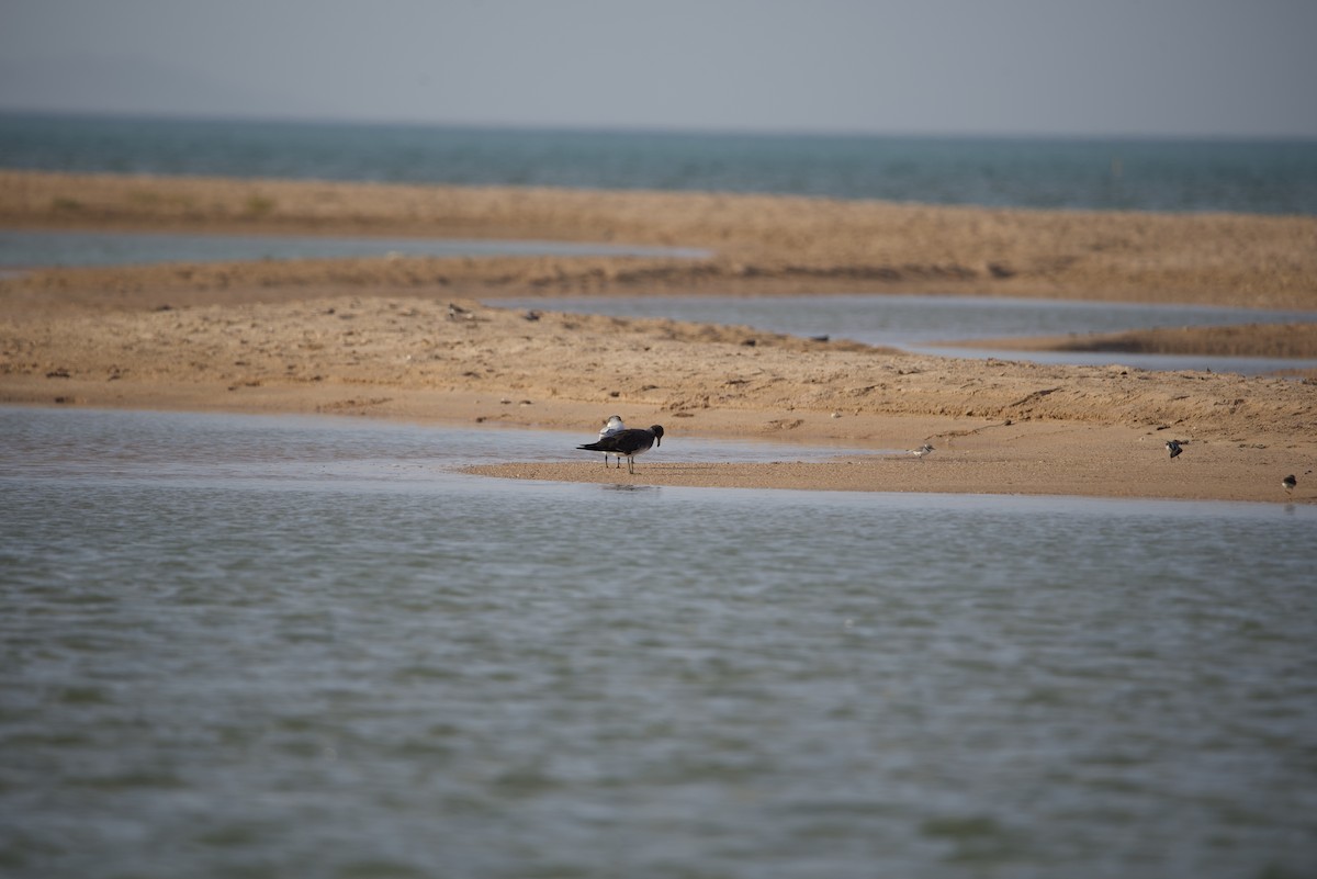 Gaviota Cejiblanca - ML615203895