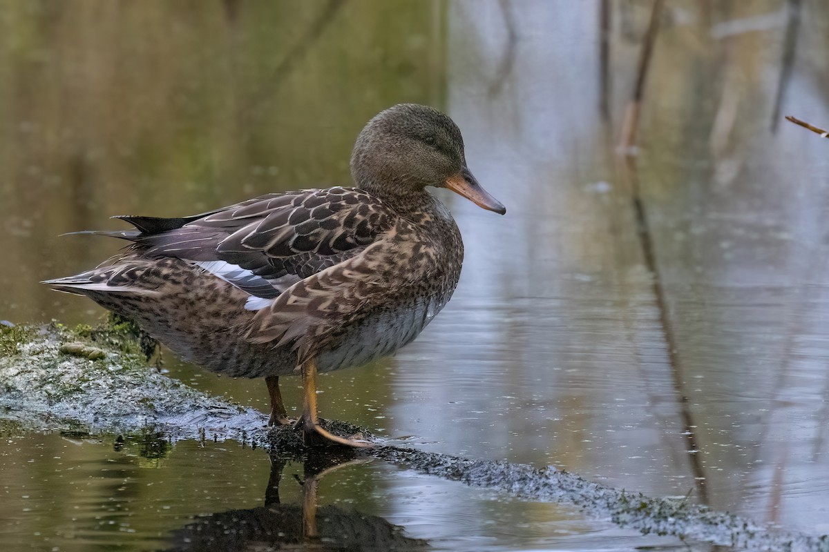 Mallard - Jaap Velden