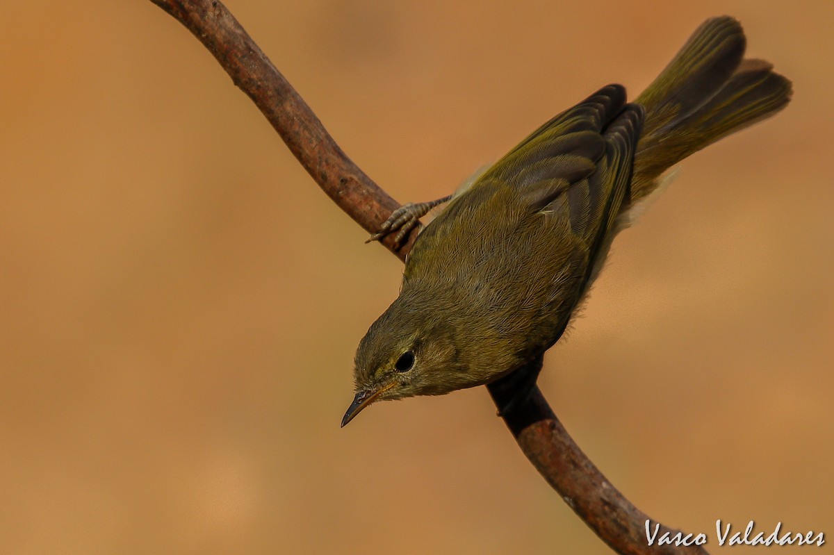 Iberian Chiffchaff - ML615203967