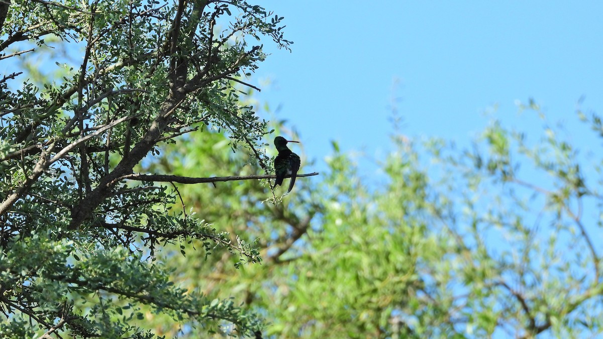 kolibřík lesklobřichý - ML615203990