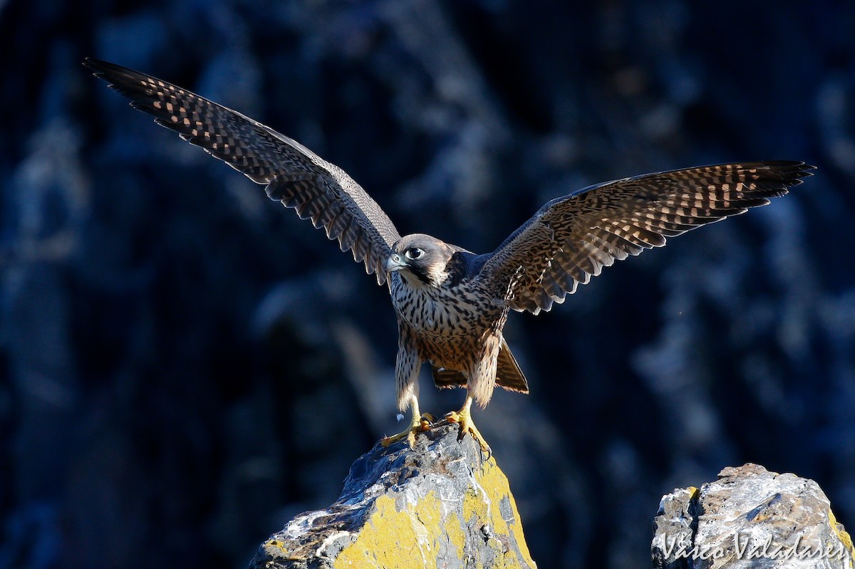 Peregrine Falcon - ML615204000