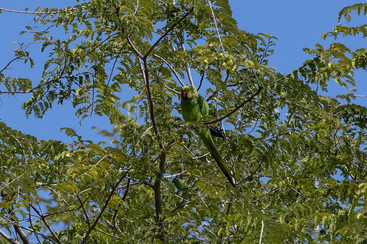 Rose-ringed Parakeet - ML615204083