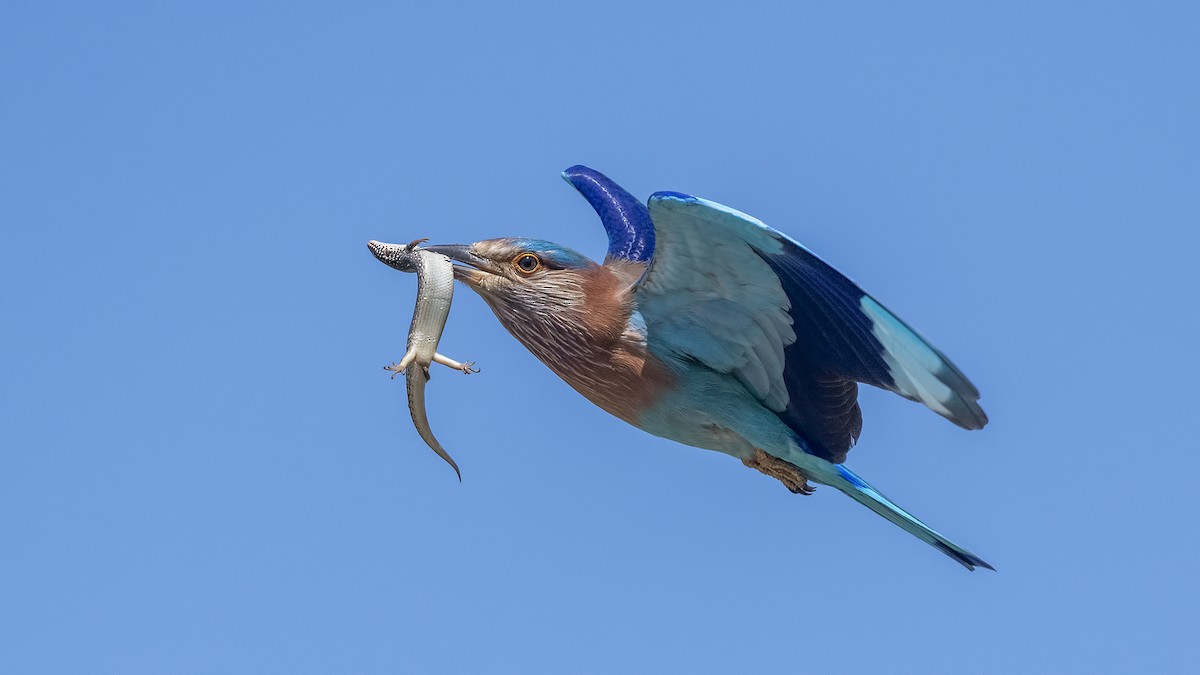 Indian Roller - Mehmet ertan Tiryaki