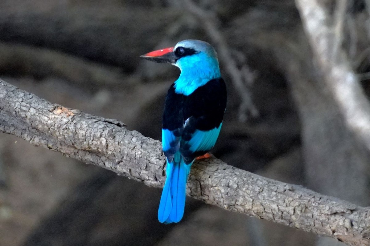 Blue-breasted Kingfisher - ML615204090