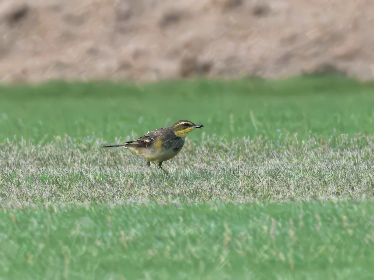 Eastern Yellow Wagtail - Evelyn Lee