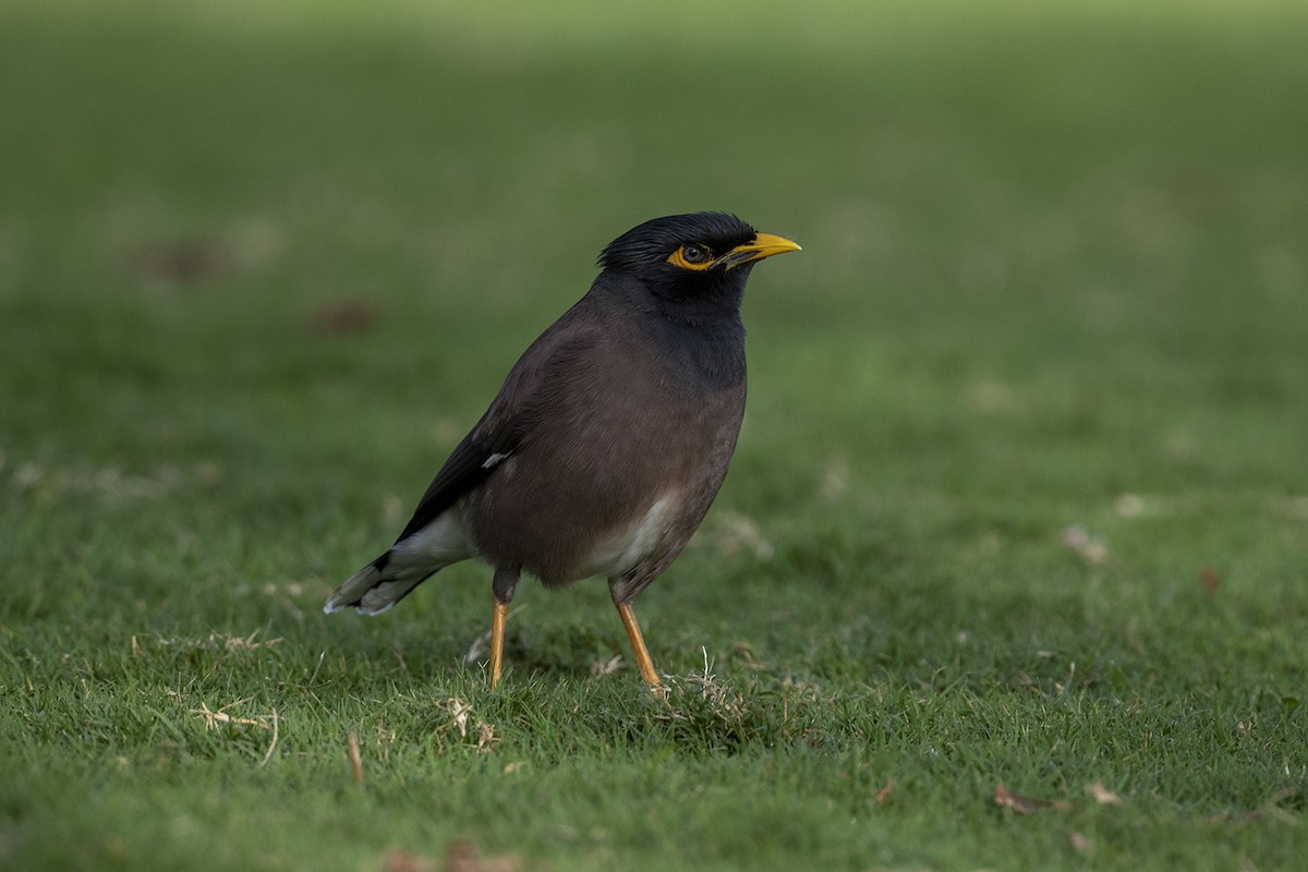 Common Myna - Mehmet ertan Tiryaki