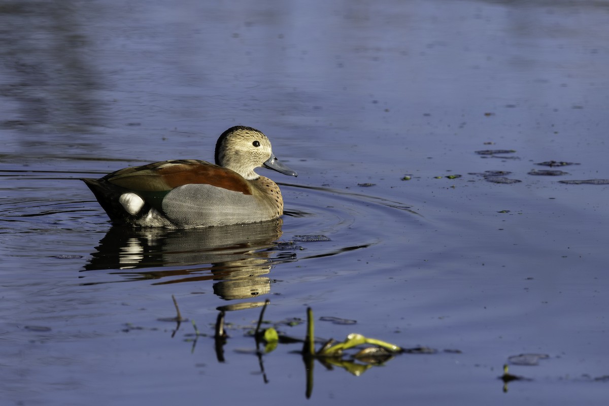 Ringed Teal - ML615204253