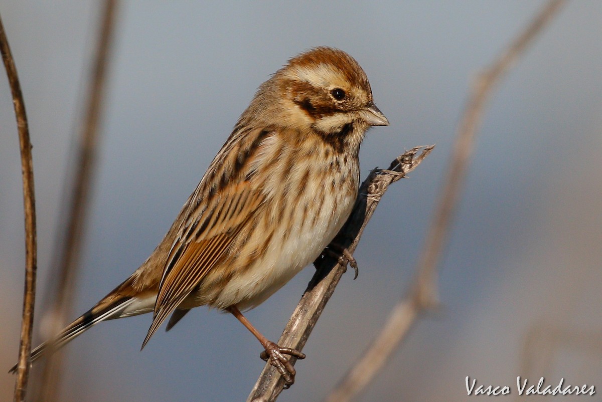 Reed Bunting - Vasco Valadares