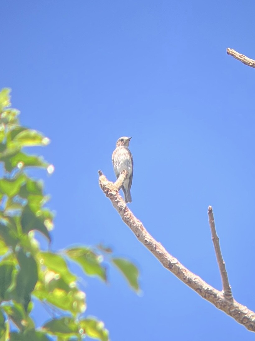 Gray-streaked Flycatcher - ML615204349