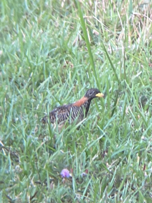 Barred Buttonquail - Josh Gatchalian