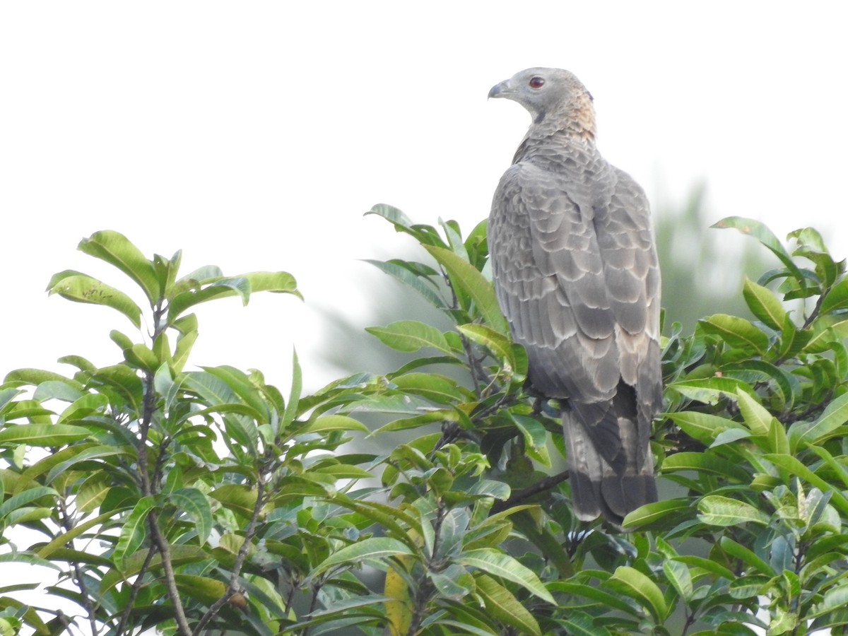 Oriental Honey-buzzard - ML615204375