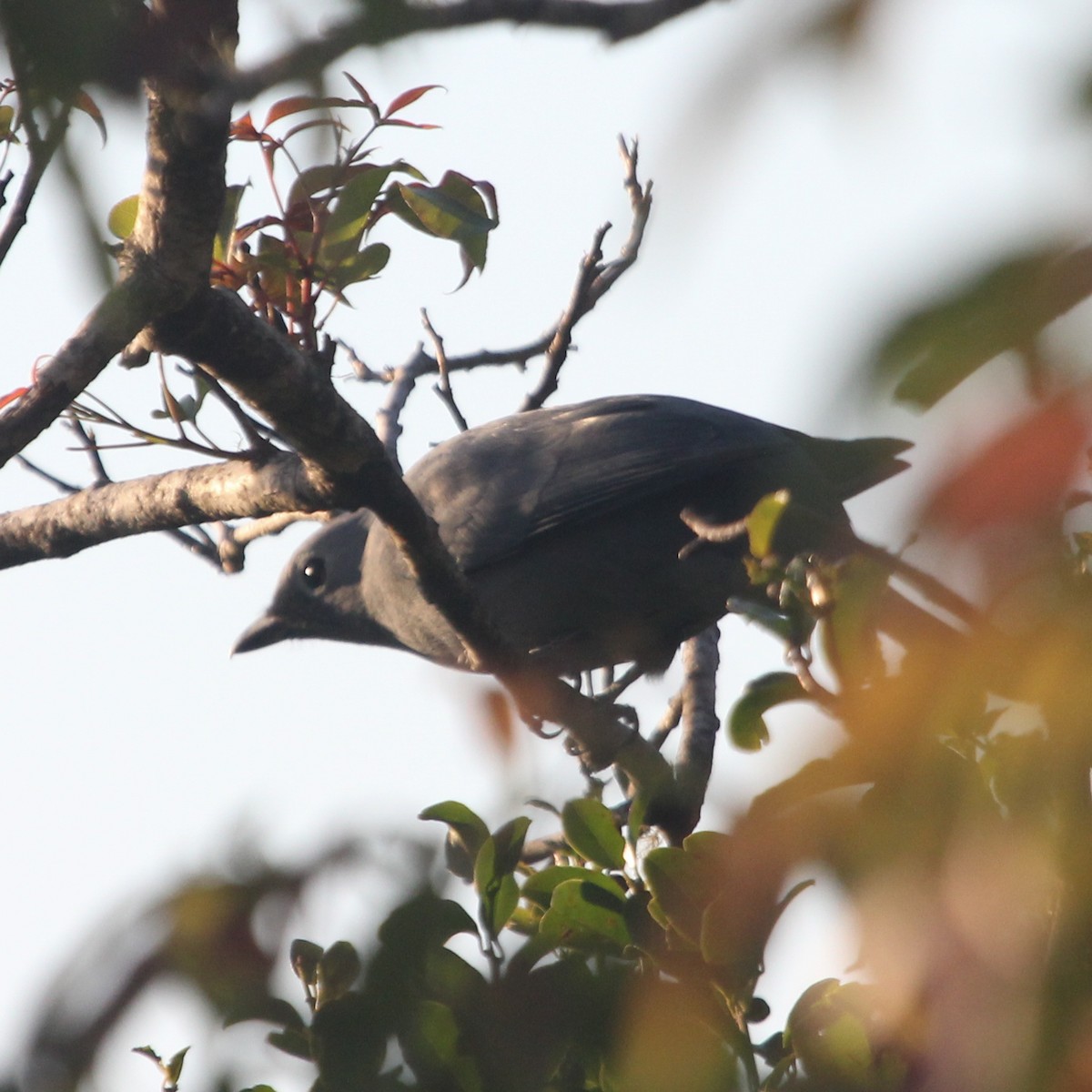 Gray Cuckooshrike - ML615204378