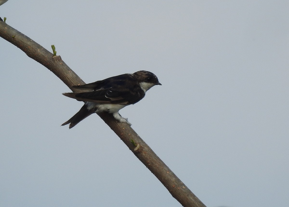 Western House-Martin - ML615204408