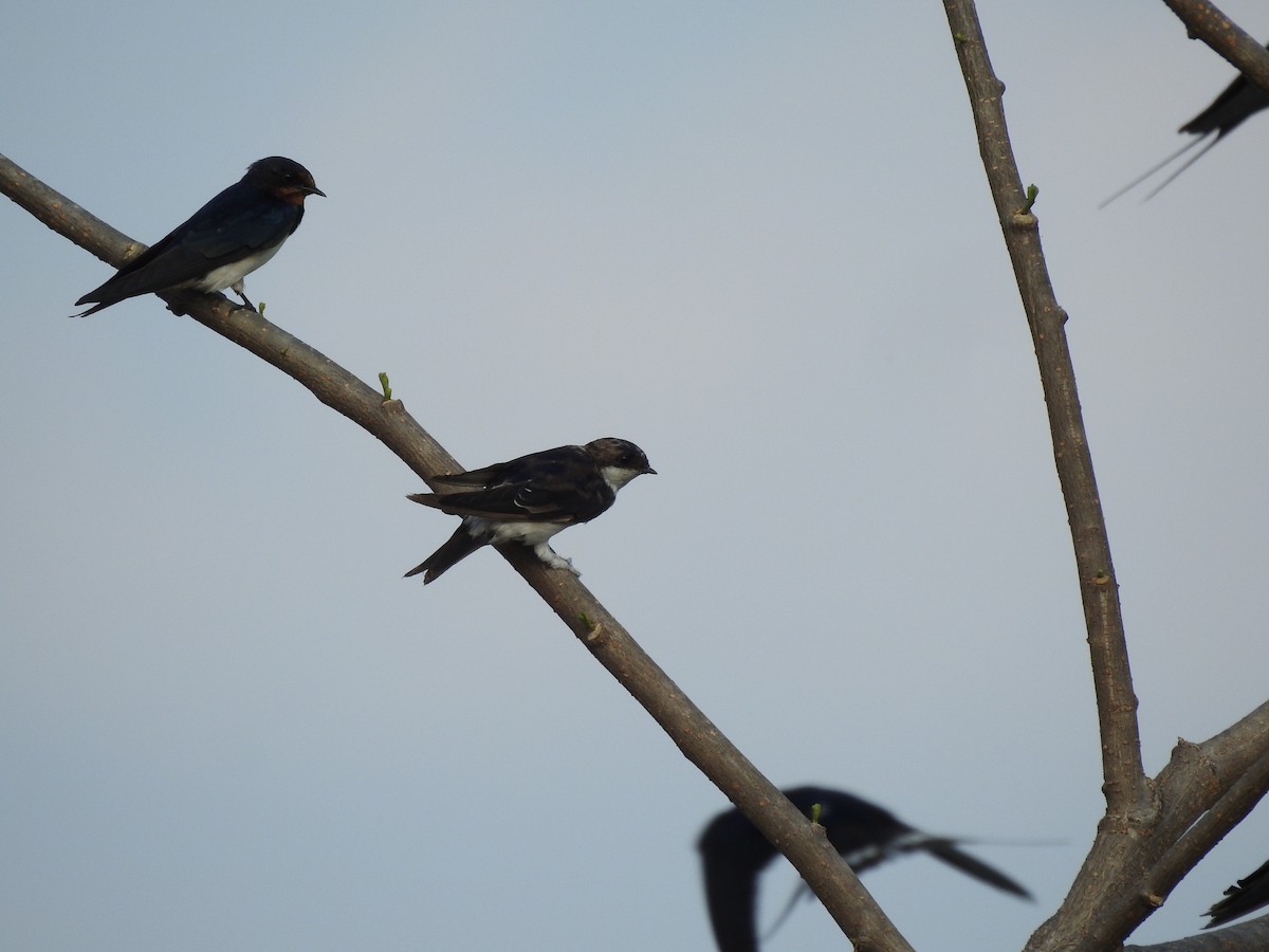 Western House-Martin - ML615204409