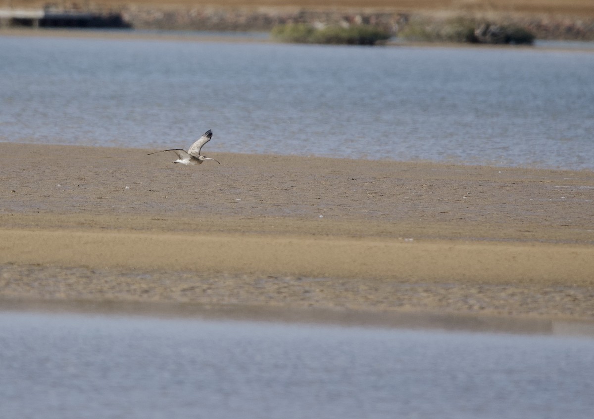 Eurasian Curlew - ML615204415