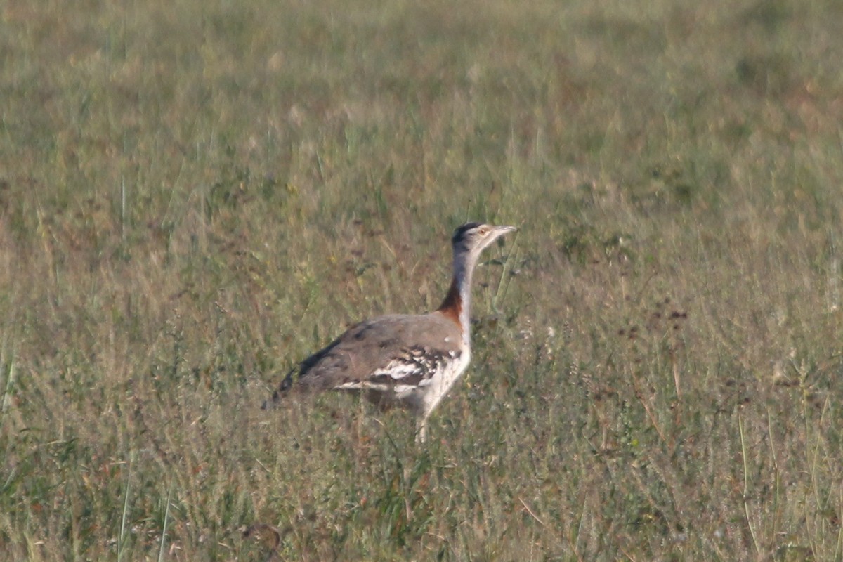 Denham's Bustard (Stanley's) - ML615204495