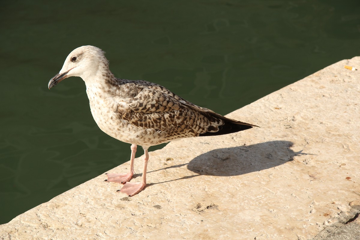 Yellow-legged Gull - ML615204521