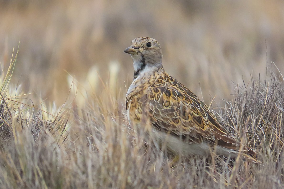 Least Seedsnipe - Itamar Donitza