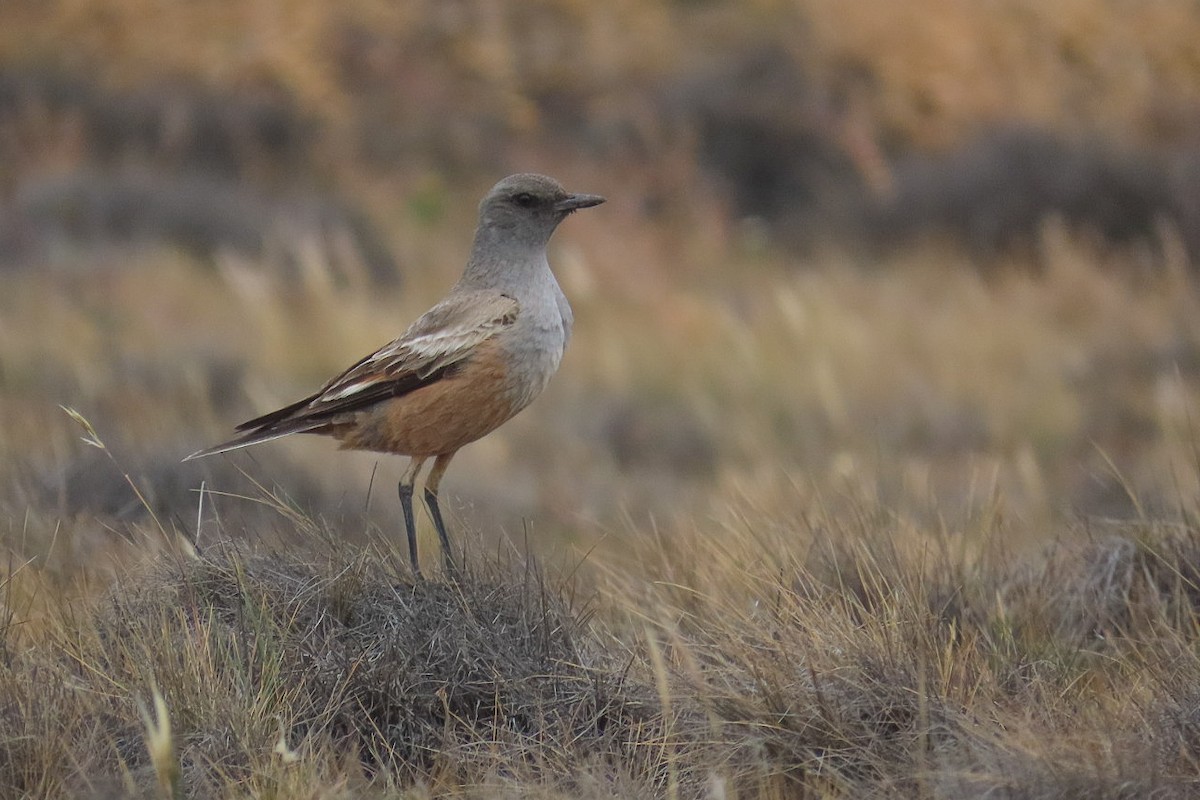 Çukulata Renkli Tiran - ML615204545