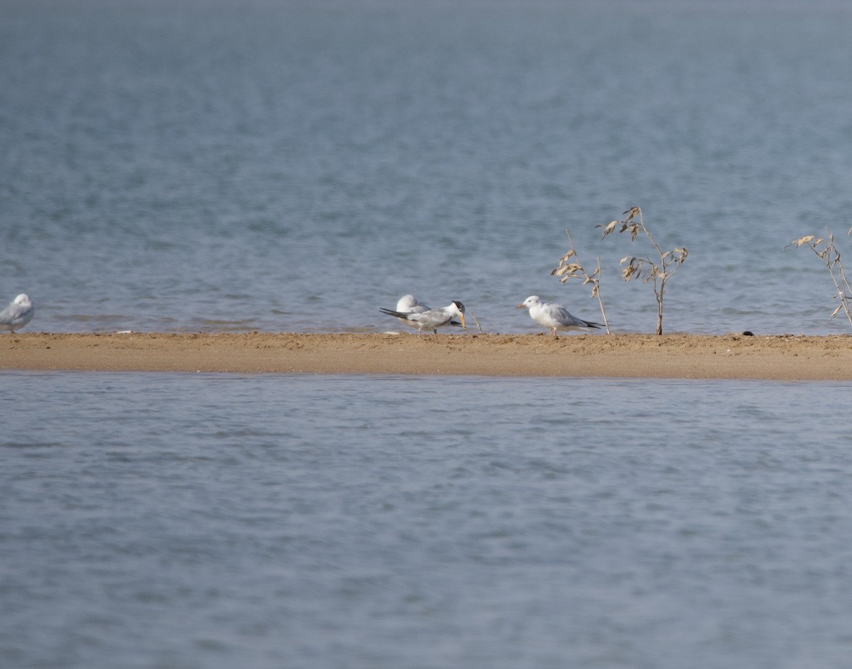 Lesser Crested Tern - ML615204604