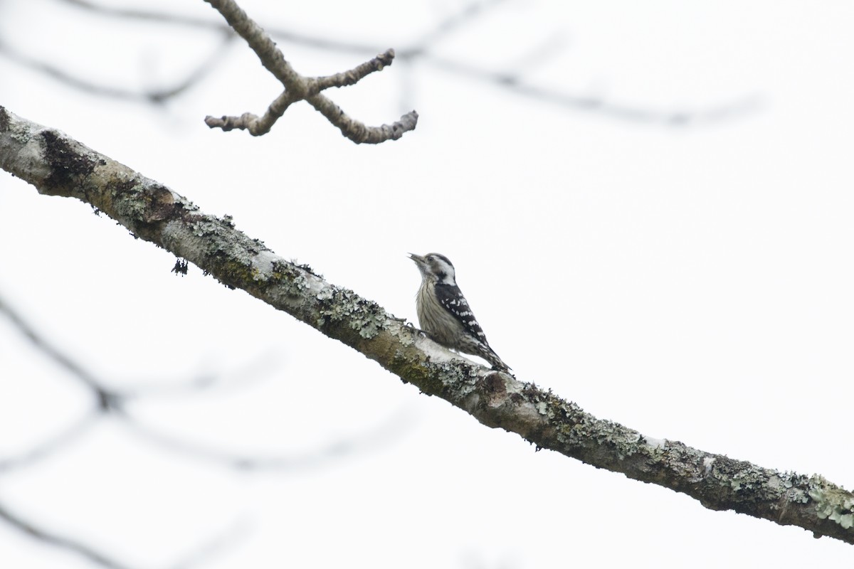 Gray-capped Pygmy Woodpecker - ML615204633