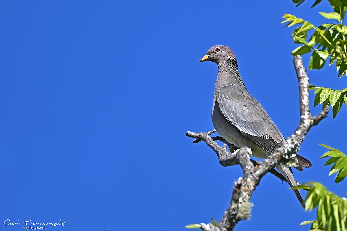 Band-tailed Pigeon - ML615204772