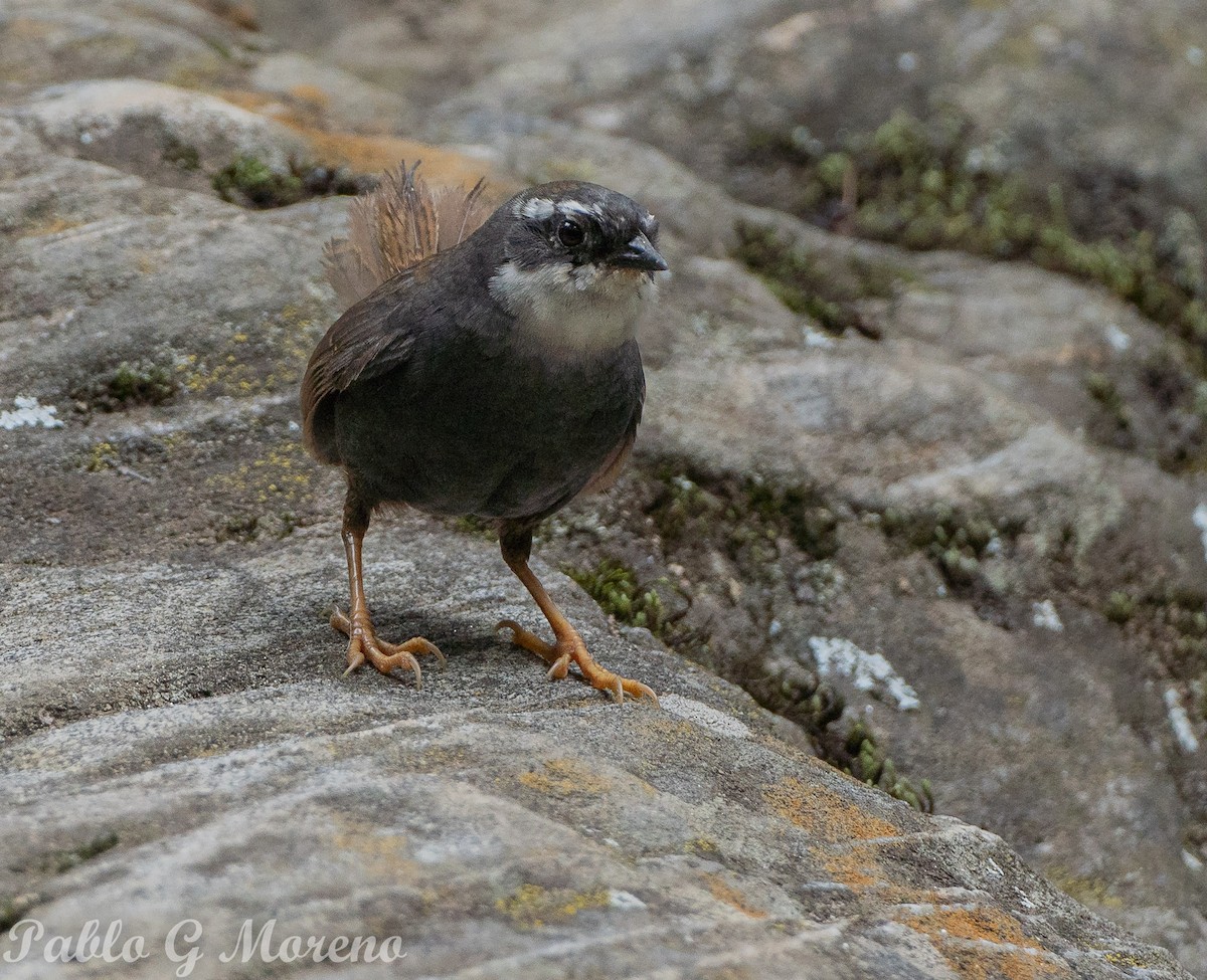 White-browed Tapaculo - ML615204774