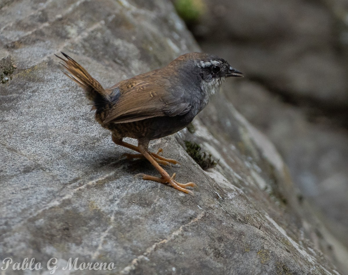 White-browed Tapaculo - ML615204775