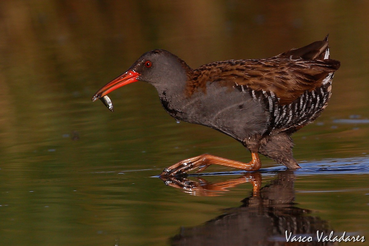 Water Rail - ML615204804