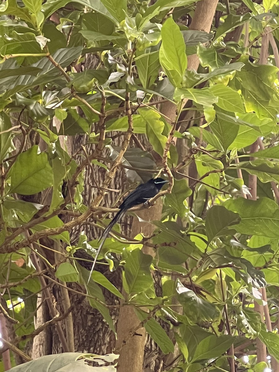 Seychelles Paradise-Flycatcher - Daria Vashunina