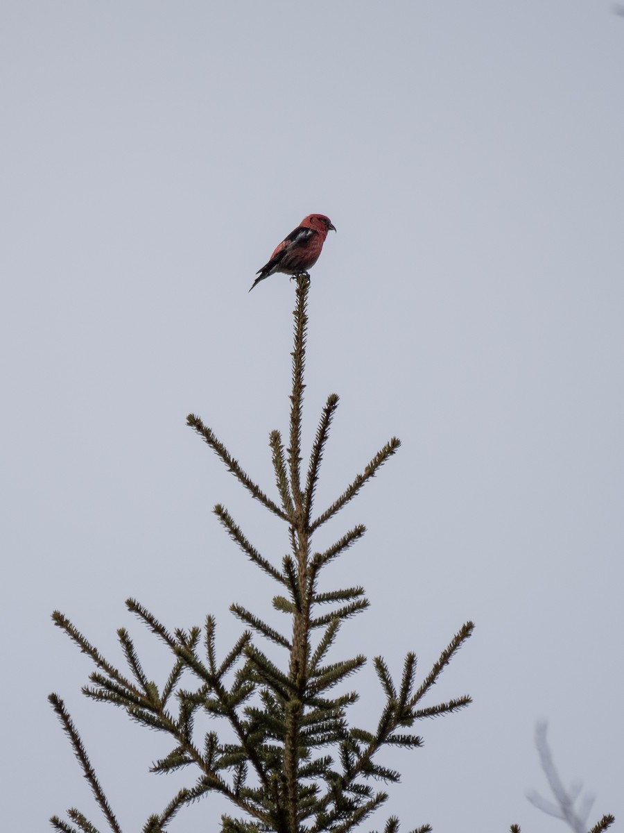 White-winged Crossbill - ML615204880