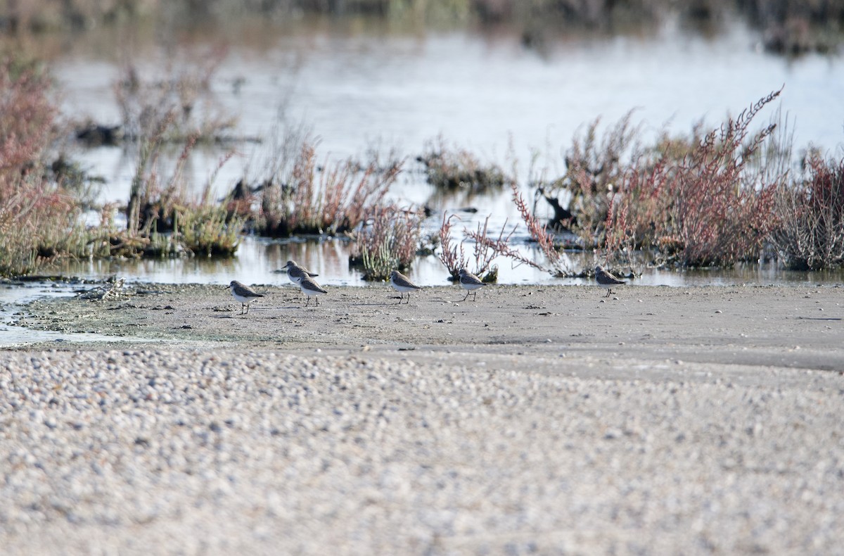 Little Stint - ML615204925